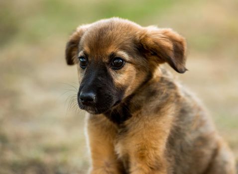 mongrel puppy sitting on grass in a summer day