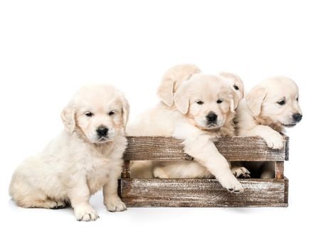 Five funny golden retriever puppies in wooden box basket together isolated on white background