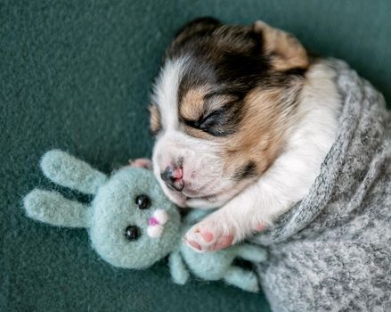 Cute small purebred puppy of beagle, sleeping on green carpet with toy