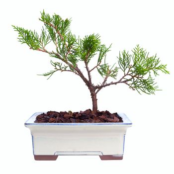 Evergreen plant Juniper on white background