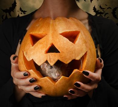 The rat looks out of the Halloween carved pumpkin