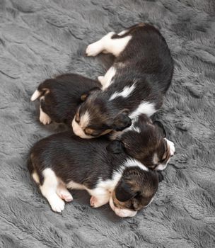 Beagle puppies sleeping on grey blanket