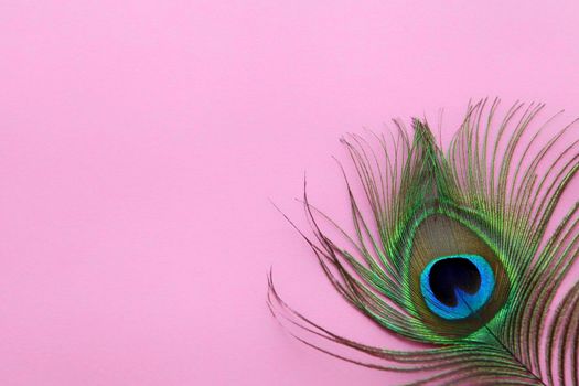 Detail of peacock feather eye on a pink background. Luxury Abstract Texture for Peafowl wallpaper, pink blue-green color. Indian peafowl extravagant plumage - eye-spotted tail of covert feathers.