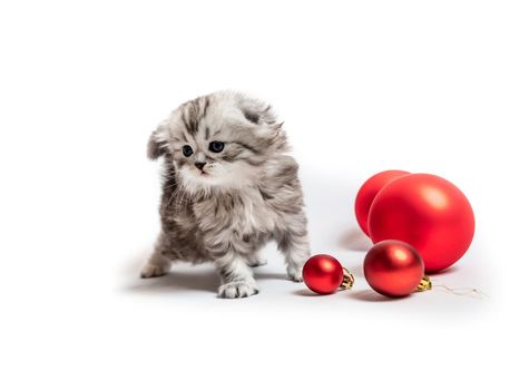 Small furry Scottish kitten with red balls isolated on whute background