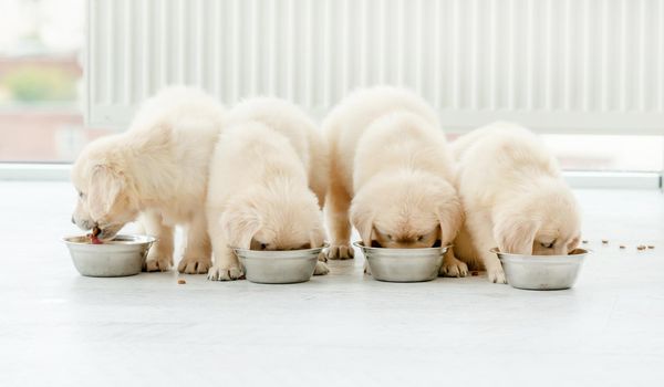 Cute retriever puppies eating from bowls at home