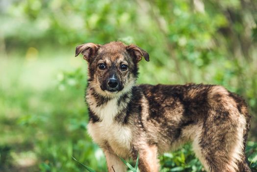 Cute black alert mongrel dog in the grass