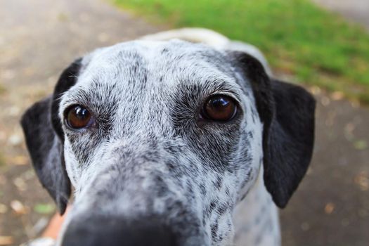 Close-up of a dog's eyes. DOF focus on eyes