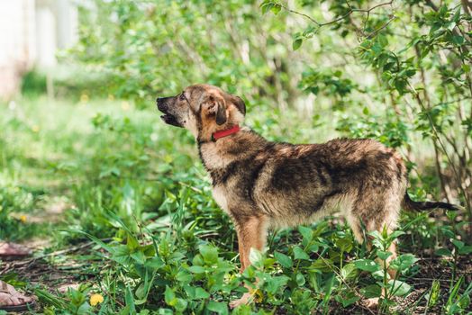 Cute black alert mongrel dog in the grass