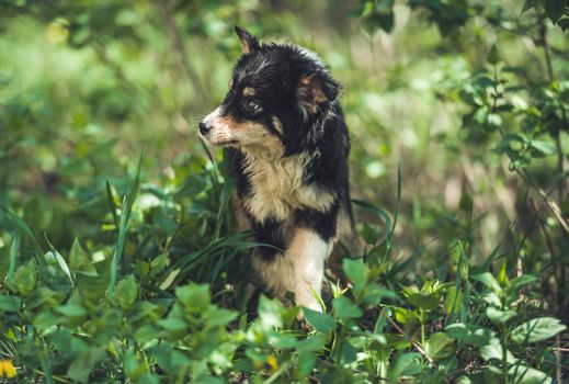 Little black homeless puppy dog sitting on greened street