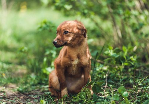 Creamy brown puppy sitting at edge of road with green blurred background