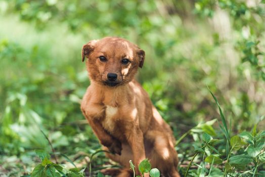 Creamy brown puppy sitting at edge of road with green blurred background