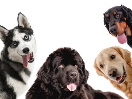 Collage with dogs looking on camera isolated on white background. Golden retriever newfoundland scottish setter husky portrait