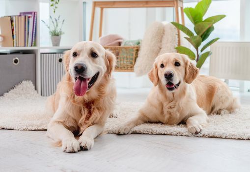 Pair of golden retrievers wearing handkerchiefs sitting at home