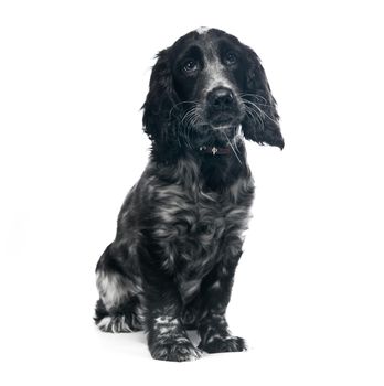 Cocker Spaniel puppy dog isolated over white