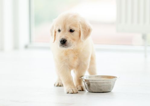 Lovely retriever puppy sits near bowl on light background