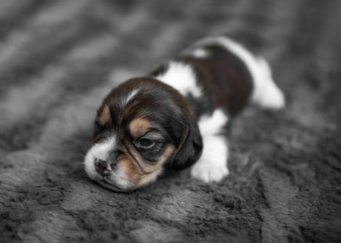 Cute newborn beagle puppy sleeping on grey veil, close-up