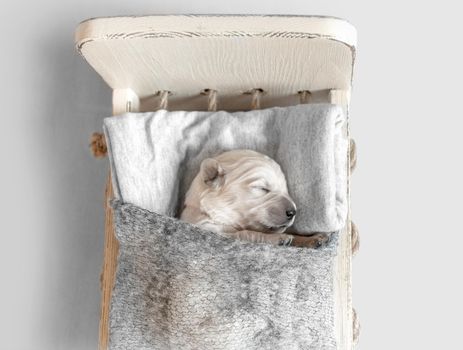 Top view of cute newborn golden retriever puppy sleeping in the small wooden bed covered with gray blanket on the light background