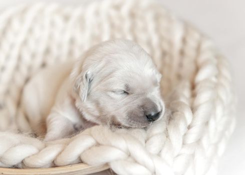 Closeup of cute fluffy newborn golden retriever puppy sleeping on the woolen knitted blanket