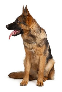 Portrait of a german shepherd dog isolated on white background. Close up.