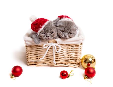 Gray scottish kittens in Santa hats lie in basket isolated on white background with Christmas decoration balls