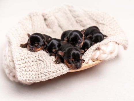 Little black york breed puppies sweetly sleeping on light blanket