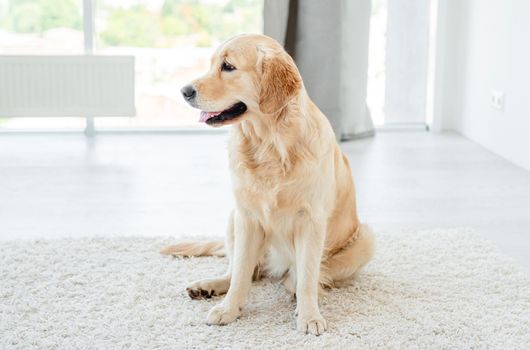 Golden retriever dog sitting on light floor indoors