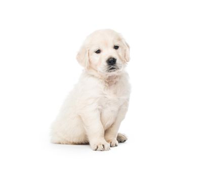 Cute little golden retriever puppy sitting isolated on white background