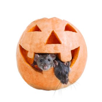 Two mice get out of a pumpkin halloween on the white background