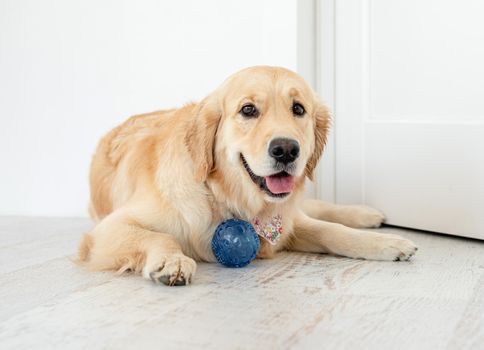 Golden retriever lying on floor next to ball in bright interior