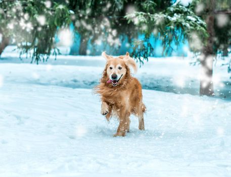 golden retriever walk at the snow in winter park