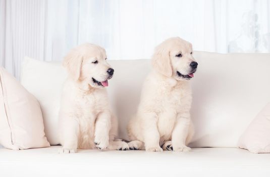Two cute fluffy puppies on sofa at home