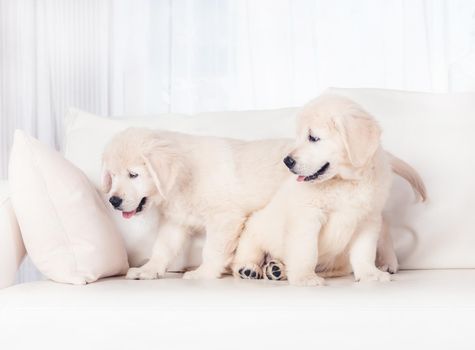 Two cute fluffy puppies on sofa at home