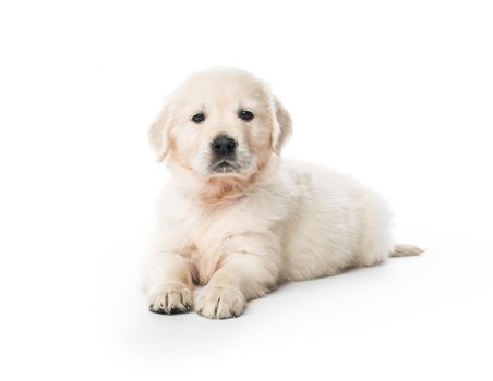 Cute little golden retriever puppy sitting isolated on white background