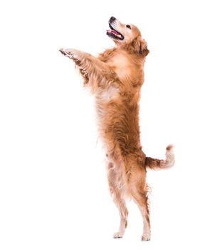 Cute dog jumping - isolated over a white backgorund