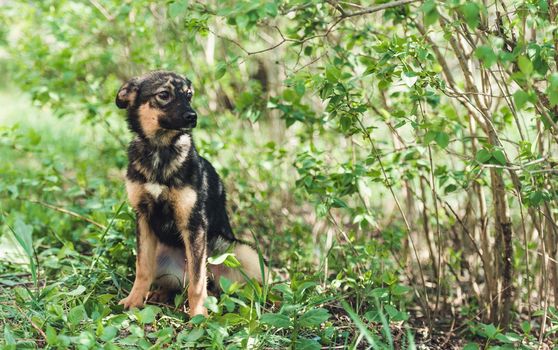 Cute black alert mongrel dog sitting alone in the grass