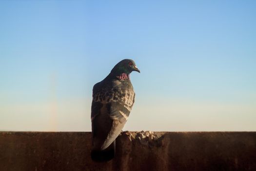 dove sits on a background of houses