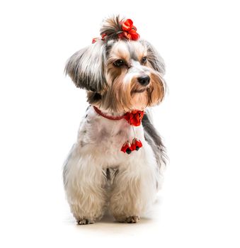 lovely male of the Yorkshire Terrier on white background
