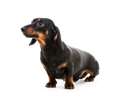 brown short hair puppy dachshund on white