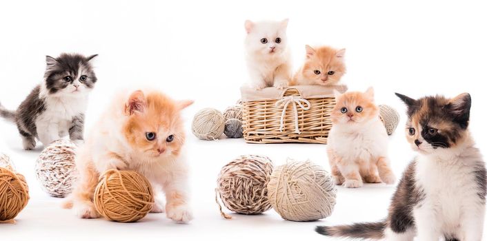 Collage with fluffy kittens in the basket with balls of thread isolated on white background