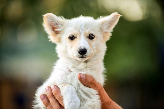 mongrel puppy is sitting on the hands of his owner