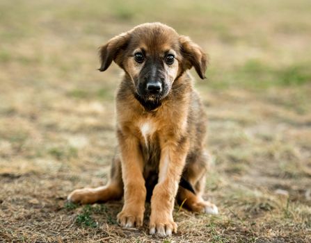 mongrel puppy sitting on grass in a summer day