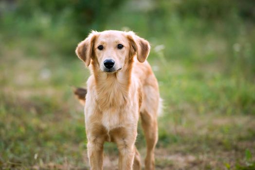 non-pedigree dog on the grass in a summer day