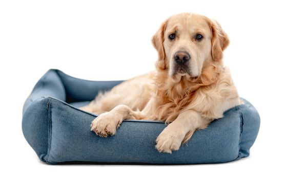 Golden retriever dog lies on soft blue doggy chair isolated on white background