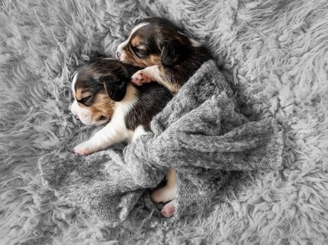 Pair of little sleeping beagle puppies, laying on grey carpet