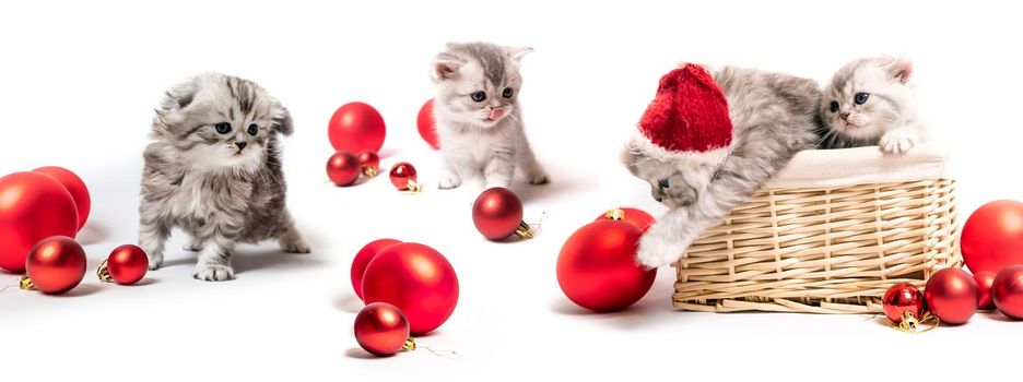 Collage with four cute fluffy kittens in basket with Christmas decoration balls isolated on white background