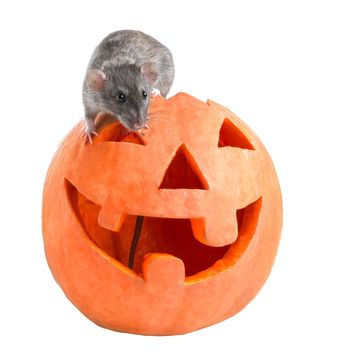 Gray rat sits on a carved Halloween pumpkin on a white background