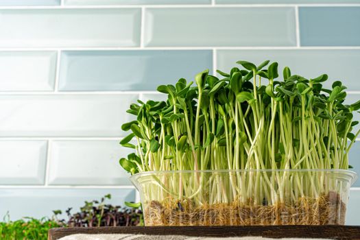 Micro green sprouts growing in tray in kitchen against mint tile wall. Healthy eating