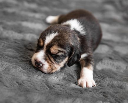 Cute newborn beagle puppy sleeping on grey veil, close-up