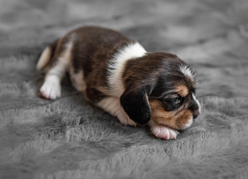 Cute newborn beagle puppy sleeping on grey veil, close-up