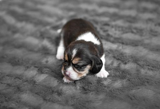 Cute newborn beagle puppy sleeping on grey veil, close-up